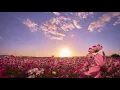 Flowers Free to Use No Copyright Sky Copyright Free s Free Stock Free Footage