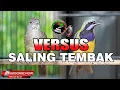 Download Lagu MASTERAN MEWAH KAPAS TEMBAK GACOR VS CUCAK CUNGKOK SALING TEMBAK !!