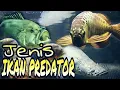 Download Lagu JENIS IKAN PREDATOR AIR TAWAR (Ada yang Raksasa)