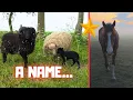 Download Lagu Beautiful sunrise with the herd. The lamb’s name! I’ve found something! | Friesian Horses