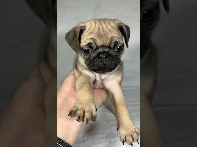 動画
