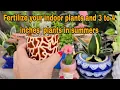 Download Lagu Fertilize your indoor plants and 3 to 4 inches  plants in summers || Giveaway contest इनडोर प्लांट