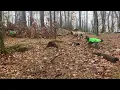 Britta, Donut, Argus, Roo, Moony, and Molly