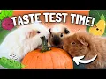 Guinea Pig Diet Testing 10 Seasonal Vegetables