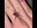 Handling a harmless wolf spider