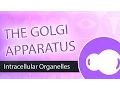 Intracellular Organelles - The Golgi Apparatus