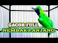 Download Lagu Masteran Cucak ijo full Tembakan Kasar - Mudah Masuk