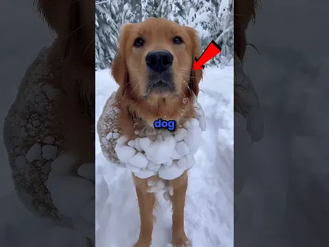 Never let your dog see snow 😂⛄ #shorts