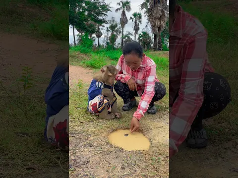 Great video Super SokYaa Very Adorable & Harmony Animals Around The World #shorts