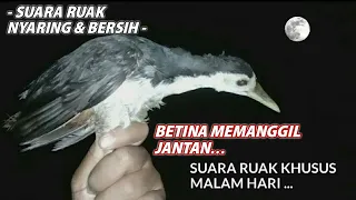 Download Suara Pikat Ruak KHUSUS MALAM HARI - MP3 MP3