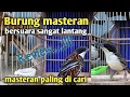 Download Lagu Review burung masteran murah paling di cari, cucak matahari