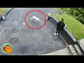 Download Lagu Camera legt mysterieuze hond vast. Dit is wat er daarna gebeurt | Knuffelvrienden