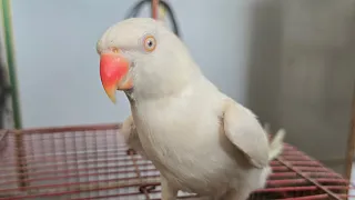 Parrot