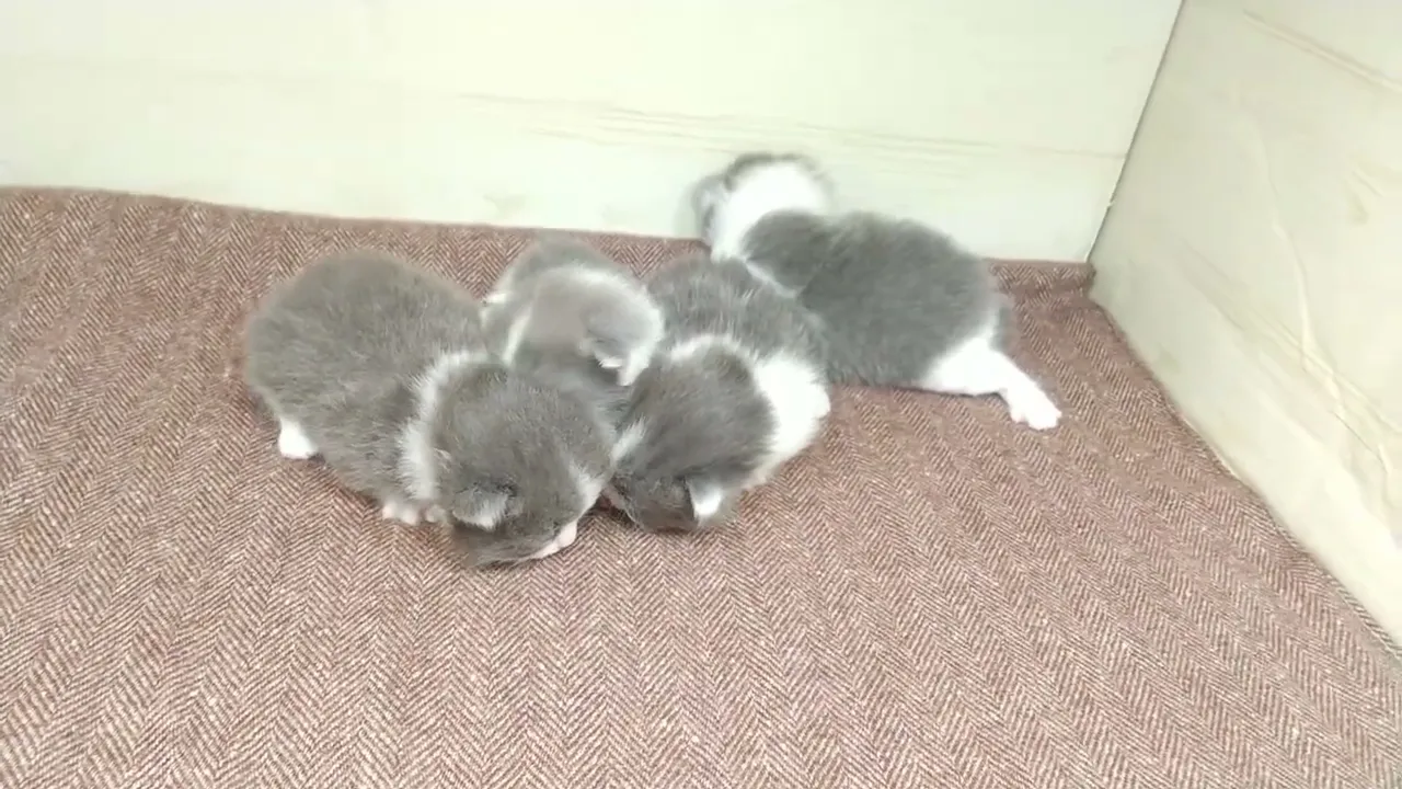 動画