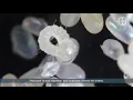 Download Lagu Lifecycle of a flea   Video 4   Flea Eggs