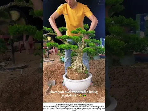 Bonsai Repotting – Giving a Carved Boxwood a Fresh White Home 🤲