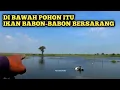 Download Lagu ISTIMEWA❗SAYA MANCING DI KUBANGAN RAWA MANYAR IKANNYA BESAR BESAR