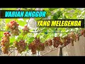 Download Lagu ANGGUR YANG MELEGENDA