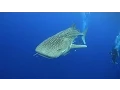 Download Lagu TOP 10 Things to see Scuba Diving in Koh Tao, Thailand