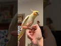 Download Lagu If you are Happy and you know it Biu Biu 🎶🥰🦜 #cockatielscraze #birdsinging #cutepets