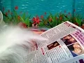 30 Minutes Personal Ads Reading From The July 4th Globe Chewing Gum Soft Feather Pen ASMR