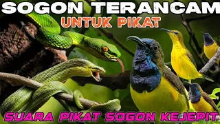 suara burung kejepit terancam suara pikat sogon kejepit