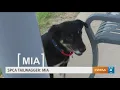 Tailwaggers Meet Mia