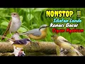 Download Lagu NONSTOP ISIAN MURAI TEMBAKAN MANTAP !! SIKATAN LONDO VS CIGUN NGEBREN VS