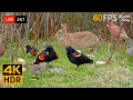 Download Lagu 🔴 24/7 LIVE: Cat TV for Cats to Watch 😺 Beautiful Birds Bunnies and Squirrels In the Spring 4K HDR