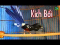 Download Lagu Chòe Lửa KÉO THUỐC LÀO HƠI DÀI + Tạch +  Đập Đuôi + Sổ Nhiều Giọng Kích Lửa