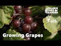 Ask the Arboretum Experts Growing Grapes