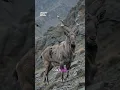 What s Hiding in This Wild Goat s Shoulder