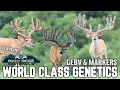 WORLD CLASS Genetics Genetic Markers and GEBV scores Rocky Ridge Whitetails 2023
