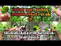 Download Lagu Mp3 pikat burung cucak ijo suara kombinasi betina dan jantan Birahi #2023