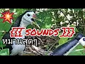 Download Lagu นกกวัก/Ruak Ruak Pikat