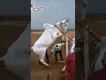 Lagu jump like Horse. Beautiful white racing bull Raju
