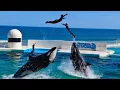 Download Lagu Orkashow 😍 Kamogawa Sea World