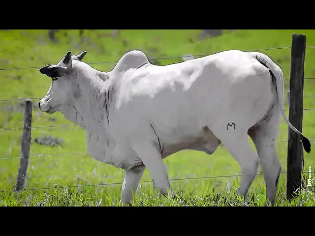 Matriz Nelore RDM - A9877