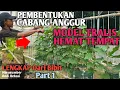 Download Lagu HEMAT TEMPAT !!! Pembentukan Cabang Anggur Model Tralis #anggur #anggurimport #budidayaanggur