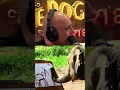 Download Lagu ELEPHANT DRAWING SELF PORTRAIT - Joe Rogan