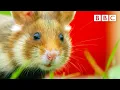 Download Lagu Wild hamster gets stuck eating candle wax - BBC