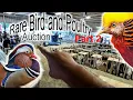 Game Breeders Auction Part 2 Rare Birds and Poultry