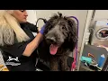 Severely Matted Poodle Gets a Stunning Transformation North Shore Animal League America