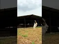Download Lagu LATEST FARMING VIDEOS #farmlife #farming #goatfarming #goatfarm #goatfarmingbusiness #viralvideo