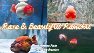Top Ranchu Goldfish Picks My Personal Reviews Insights