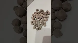                                                   مازو پھل ماجو کے فائدے دندنها