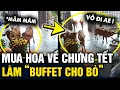 Lagu Mua mấy CHẬU CÚC CHƯNG TẾT, chủ nhà không ngờ lại thành TIỆC BUFFET CHO BÒ ĂN | Tin 3 Phút