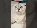 Download Lagu Superhero Sonya 😎 #cat #cats #funny