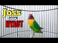 Download Lagu Suara LOVEBIRD NGEKEK PANJANG MANTAB, Suaranya Paling JOSS Buat Pancingan Lovebird agar BUNYI
