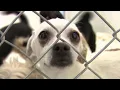 Ventura County rescue in danger of having to euthanize animals if they shut down shelter